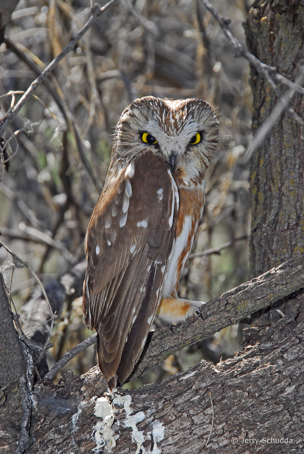 Northern Saw-whet Owl 