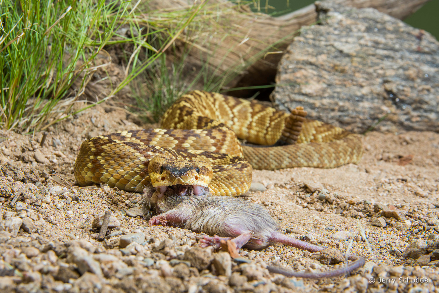Black-tailed Rattlesnake 05          
