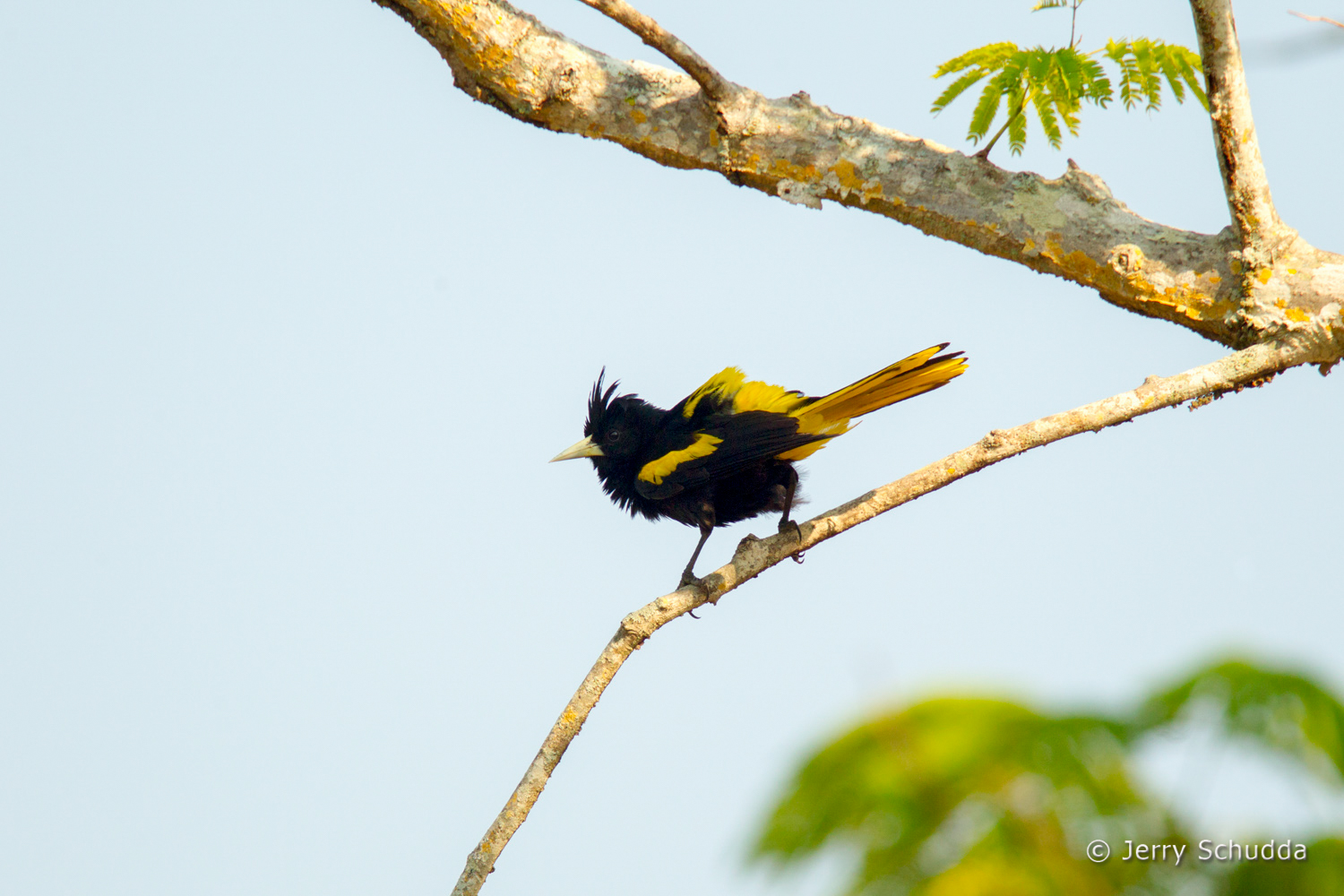 Yellow-winged Cacique 2