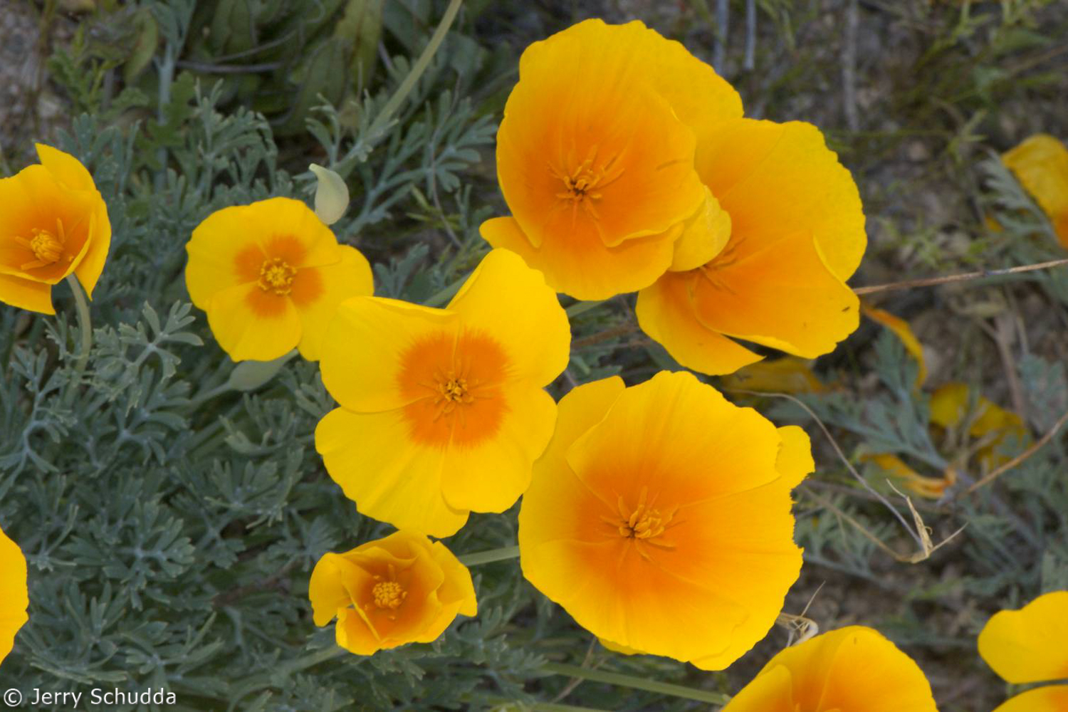Mexican Gold Poppy          