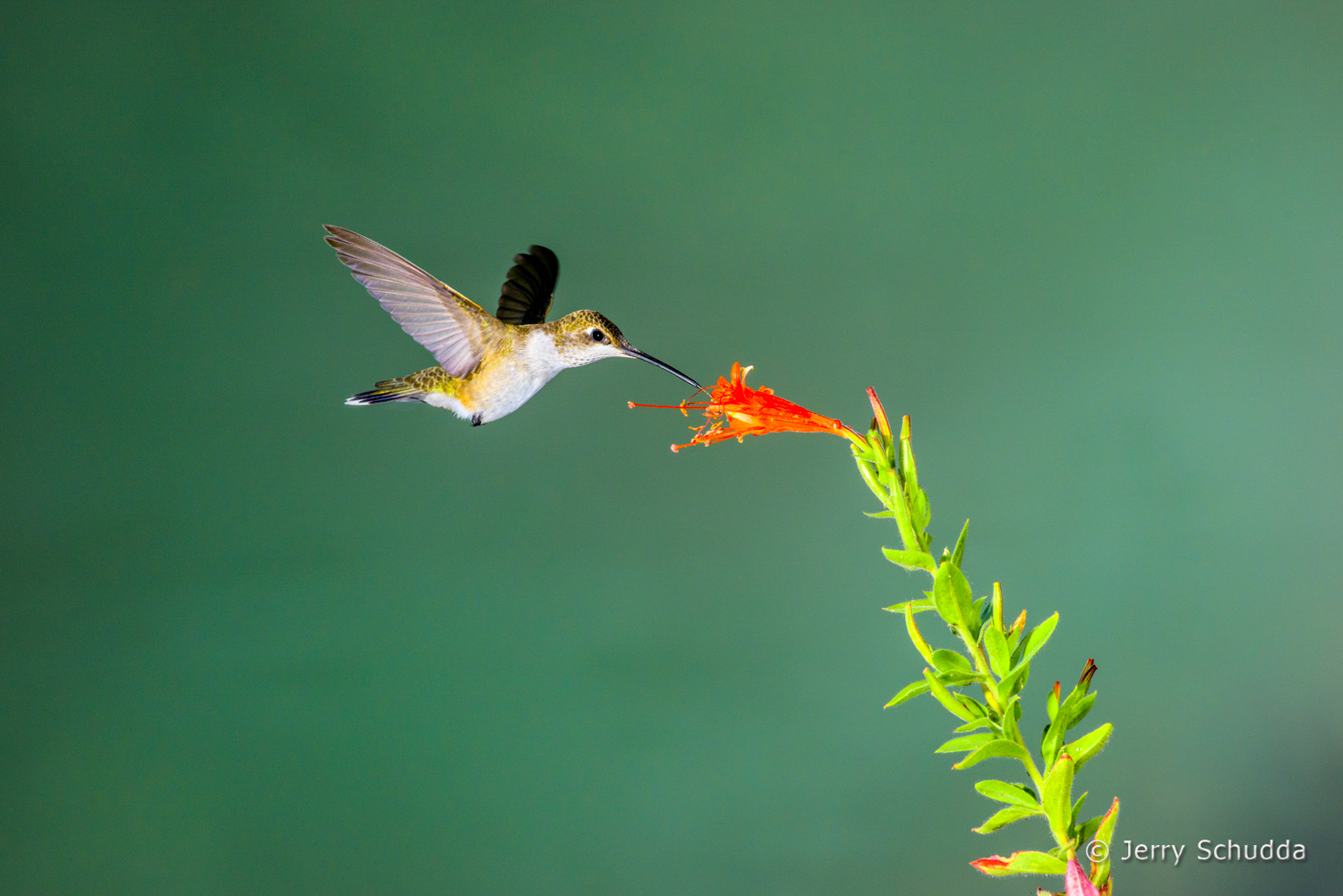 Black-chinned Hummingbird  8
