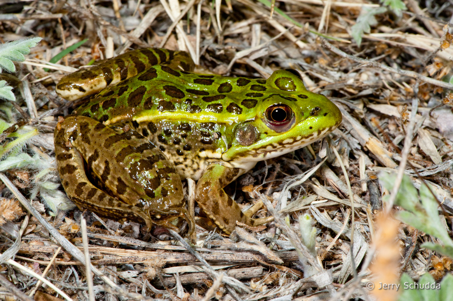Chiricahua Leopard Frog          