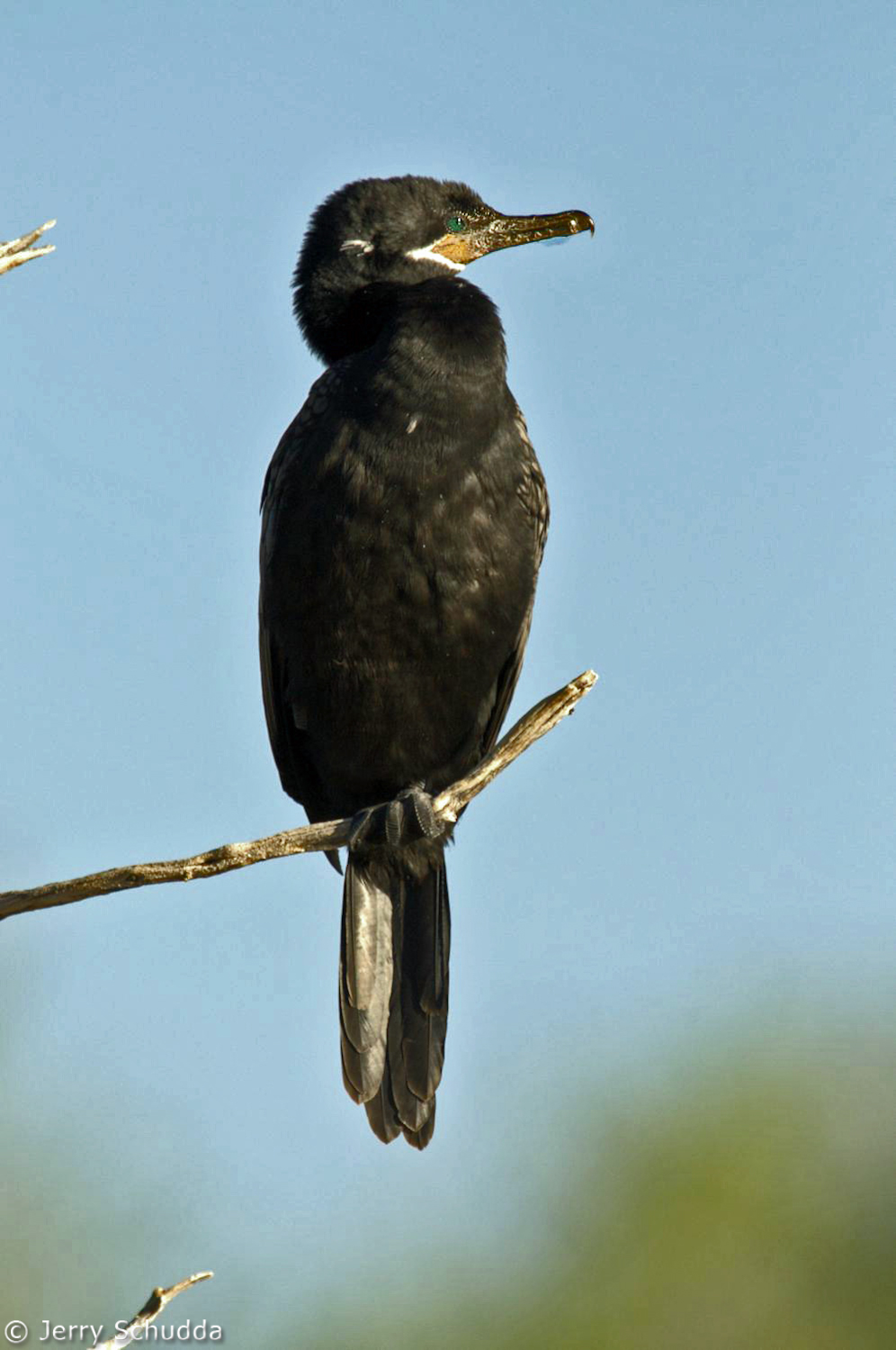 Neotropic Cormorant           