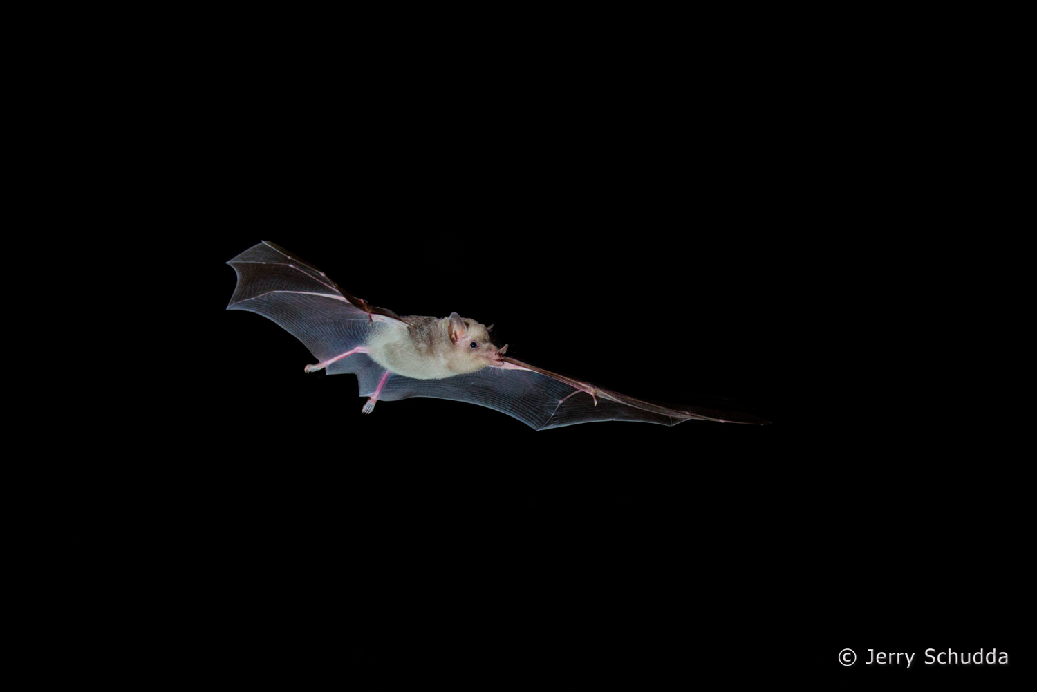 Mexican Long-tongued Bat  5        