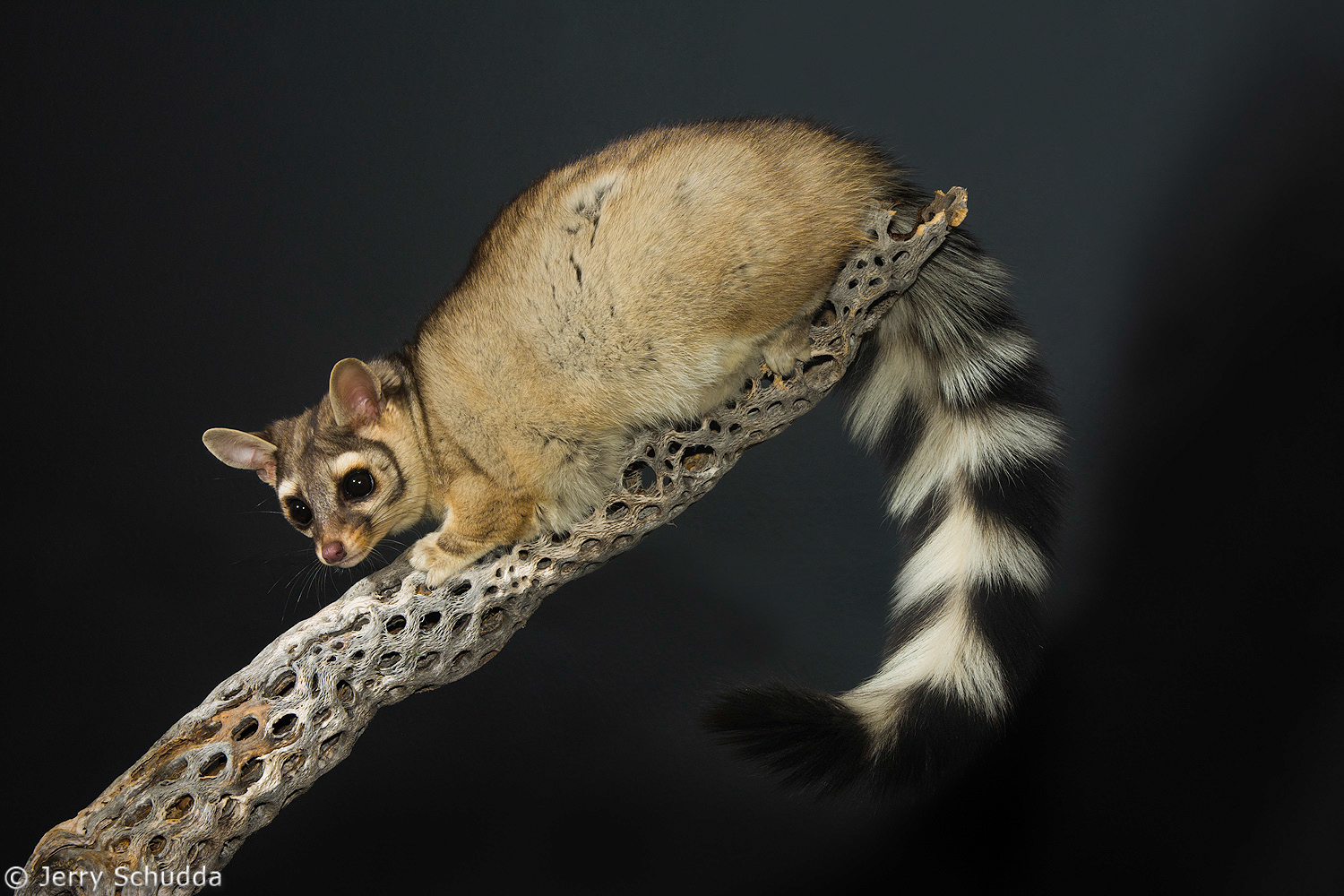 Ringtail subcategory           