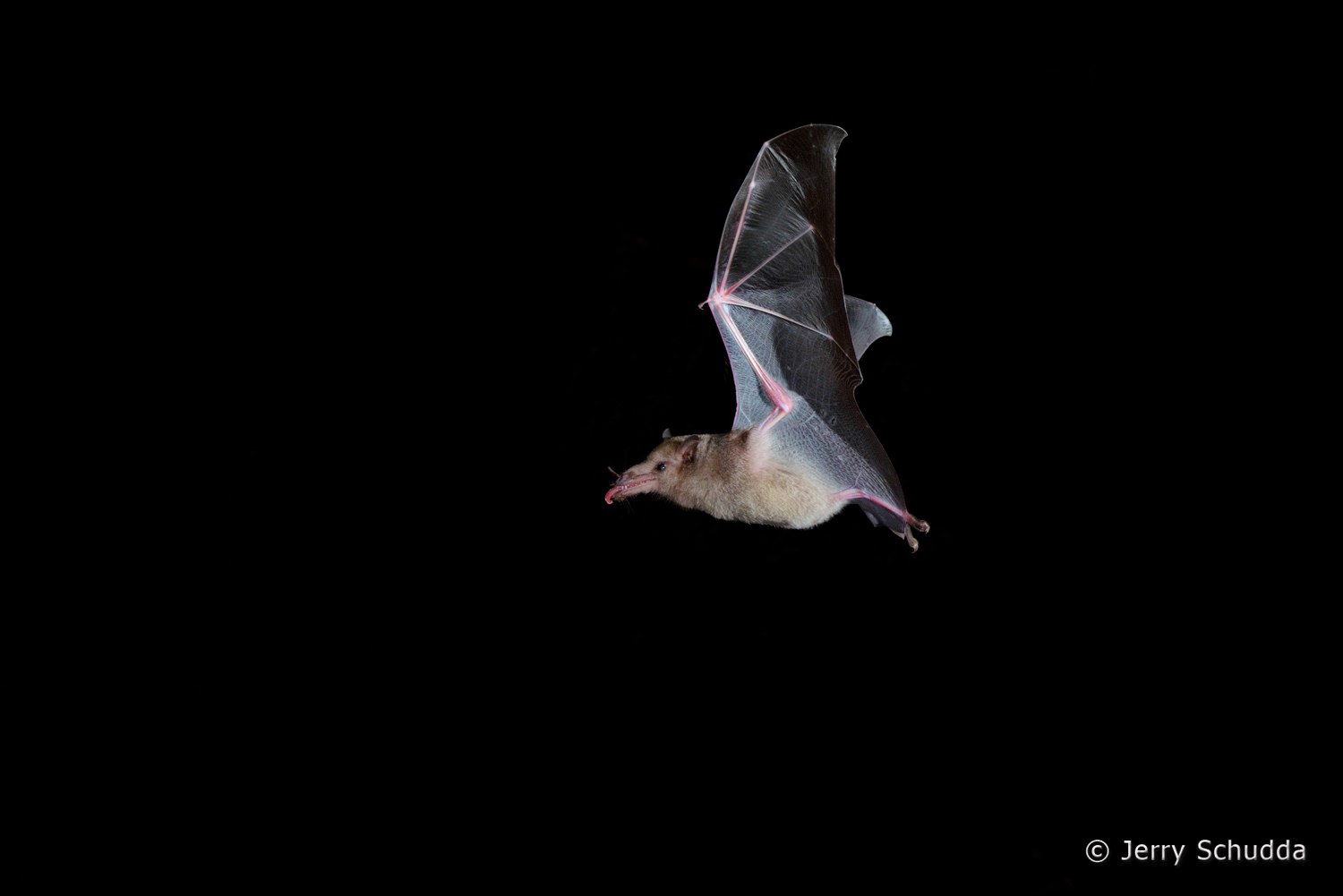 Mexican Long-tongued Bat  2        