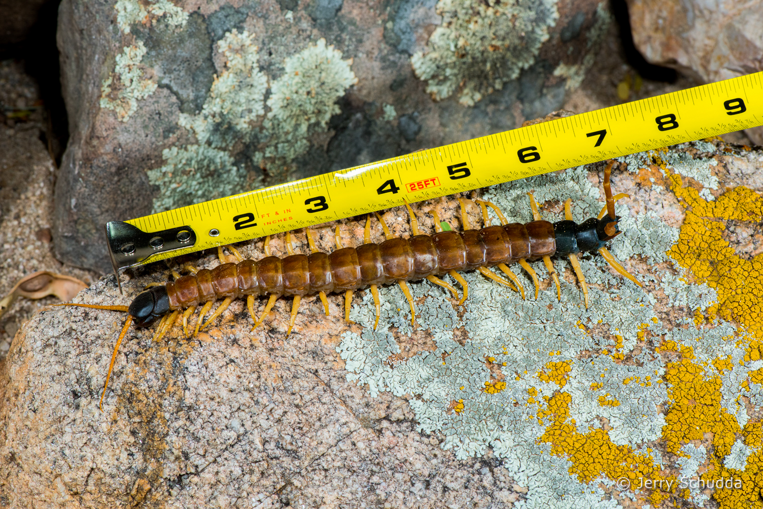 Giant Desert Centipede 5         