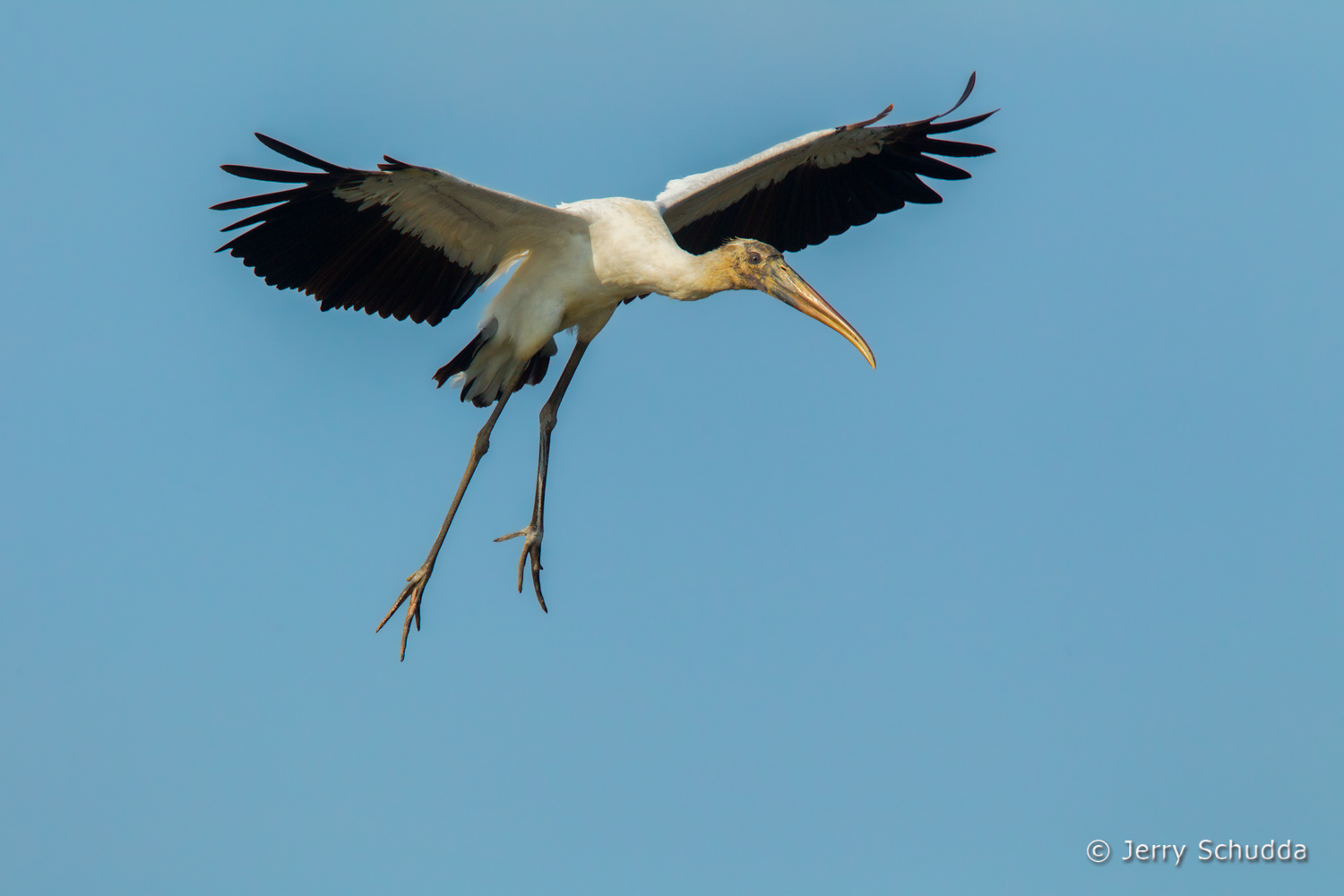 Wood Stork 9