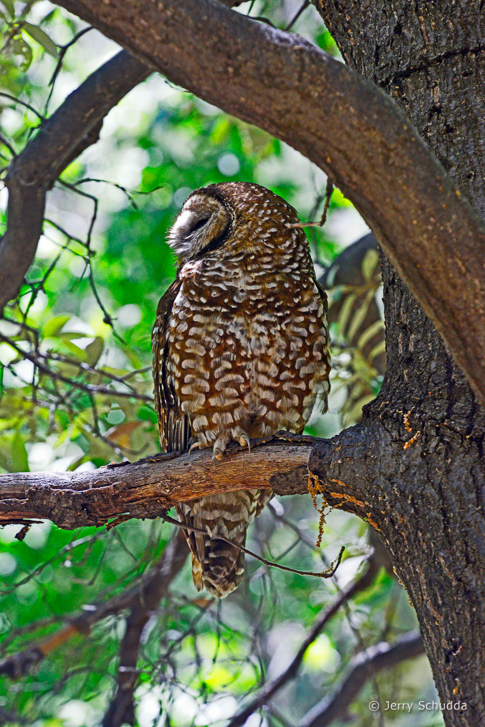 Spotted Owl 1          