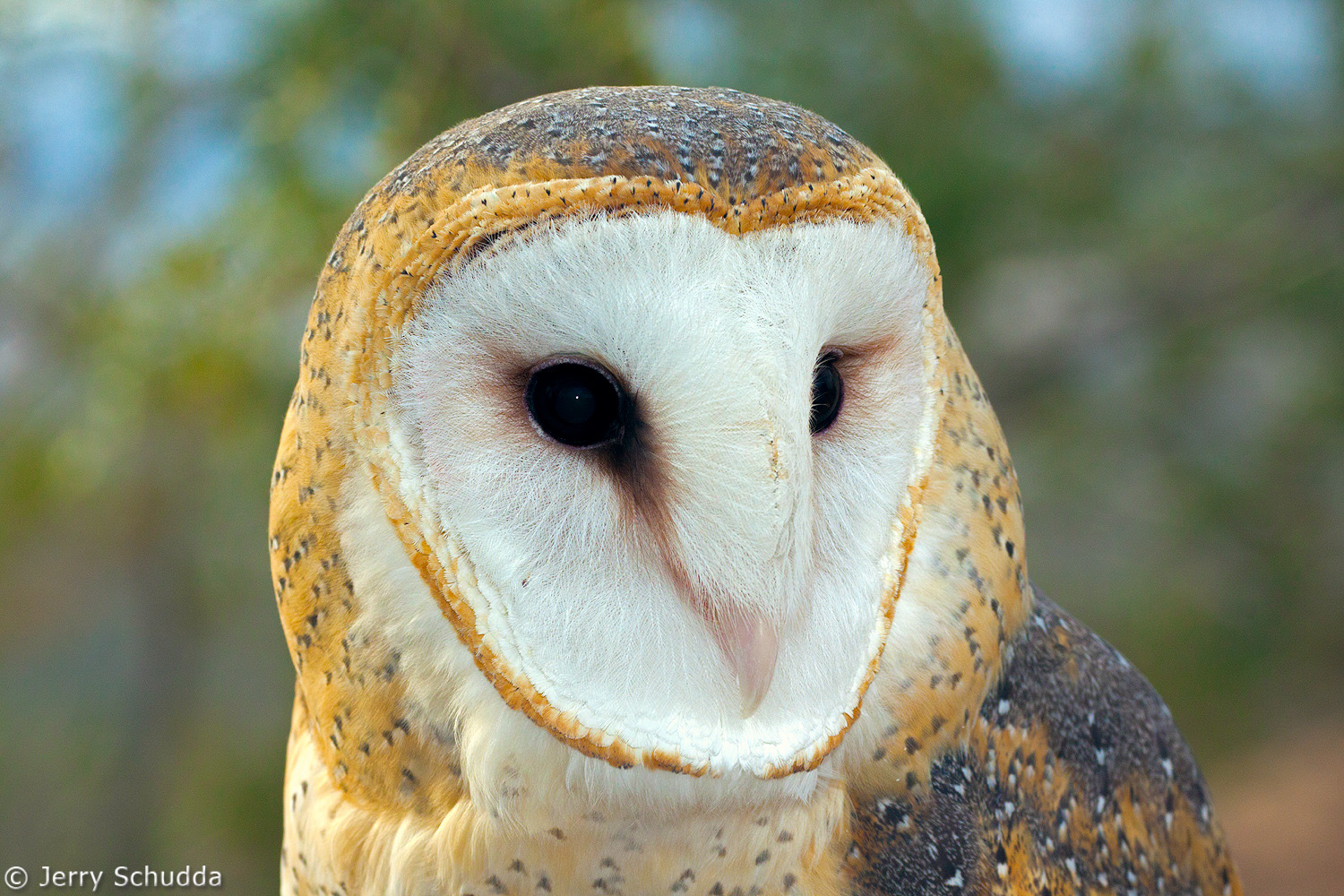 Barn Owl           