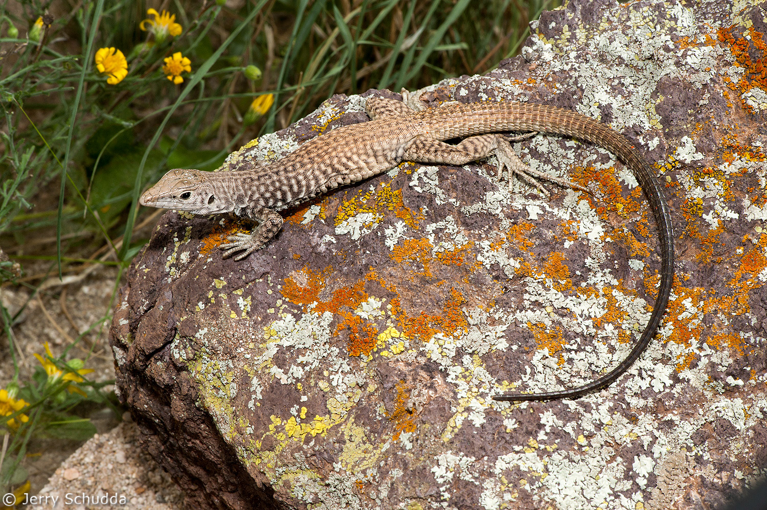Western Whiptail           