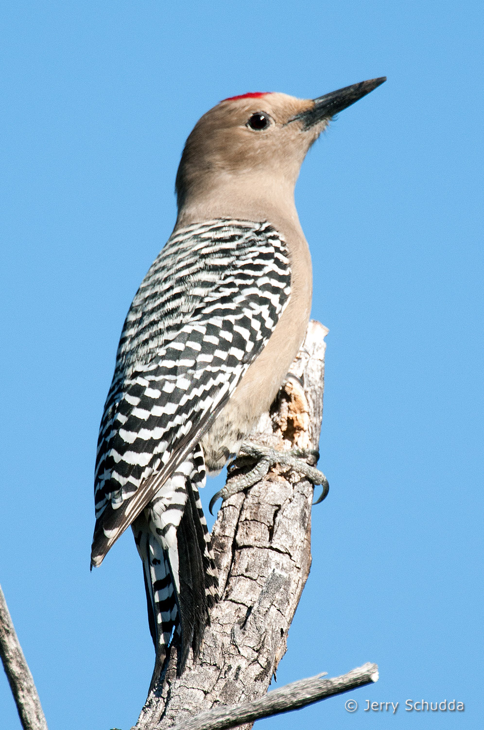 Gila Woodpecker 3          