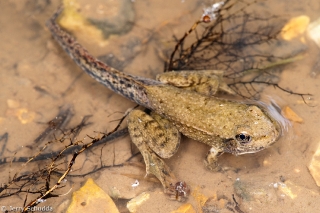 Southern Leopard Frog 2