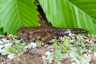 Southern Leopard Frog 1