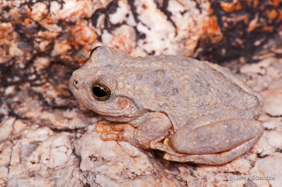 Canyon Tree Frog 2