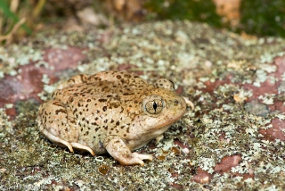 Mexican Spadefoot 1