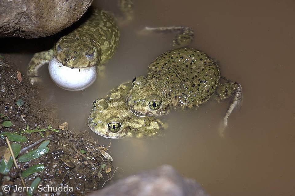 Spadefoot Toads 1