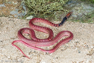 Coachwhip Red Morph