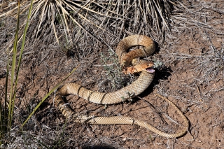 Coachwhip