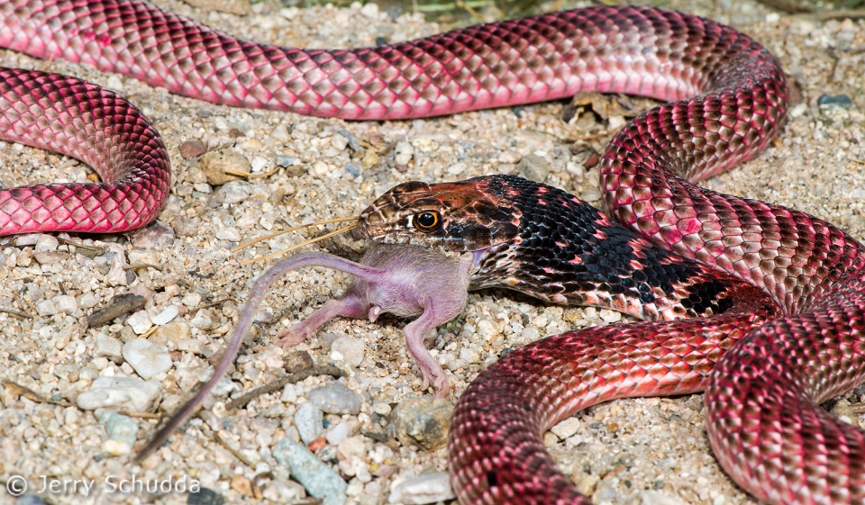 Coachwhip feeding 8