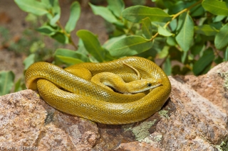 Green Ratsnake 1