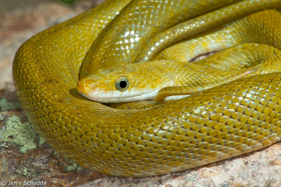 Green Ratsnake