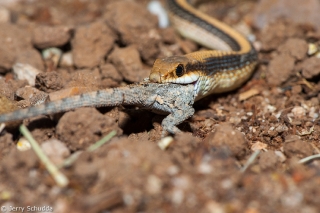 Western Patch-nosed Snake 2