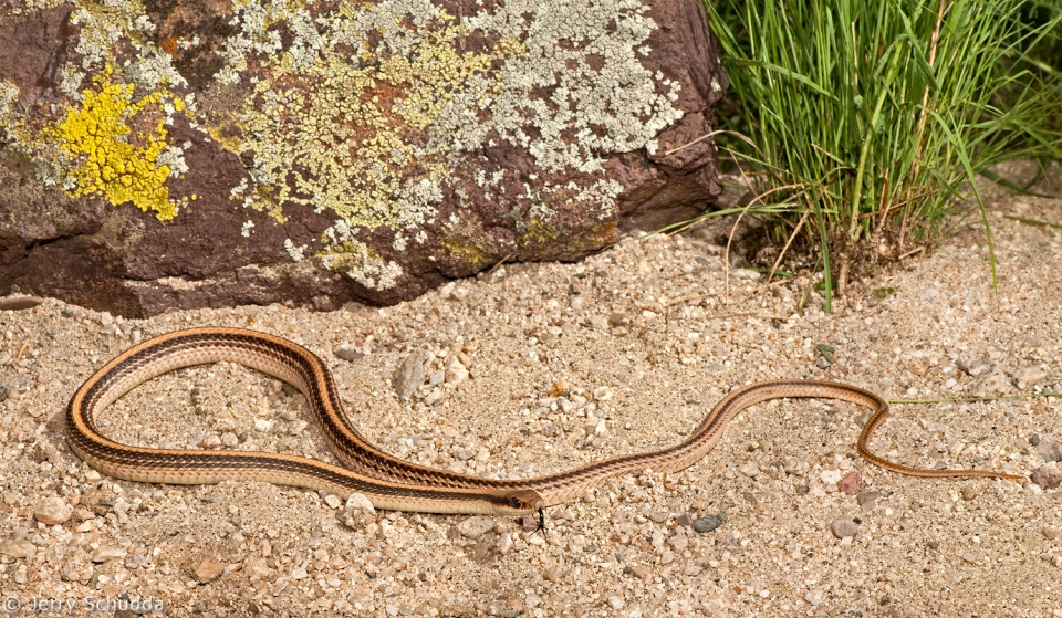 Western Patch-nosed Snake 1