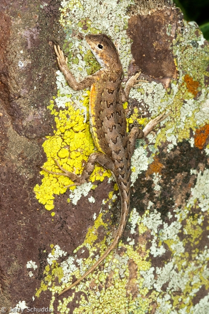 Elegant Earless Lizard 1