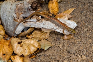 Southern Alligator Lizard 1