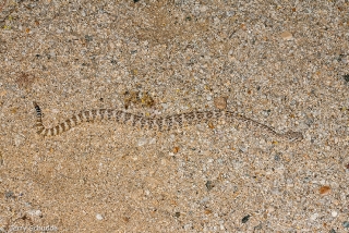 Speckled Rattlesnake 2