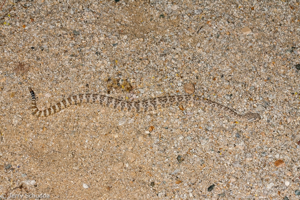 Speckled Rattlesnake 2