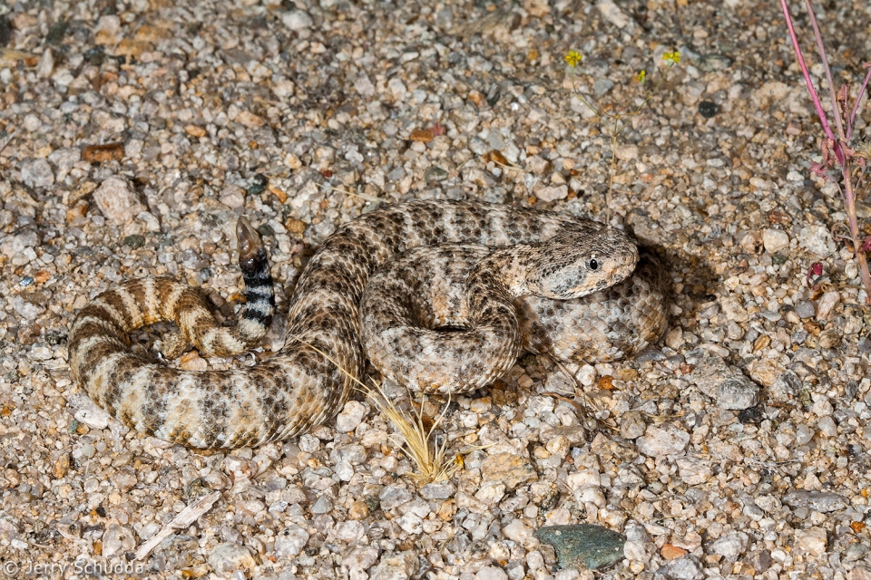 Speckled Rattlesnake 