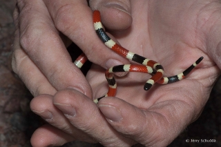 Sonoran Coralsnake in photographers hands for comparison 4