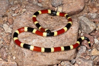 Sonoran Coralsnake