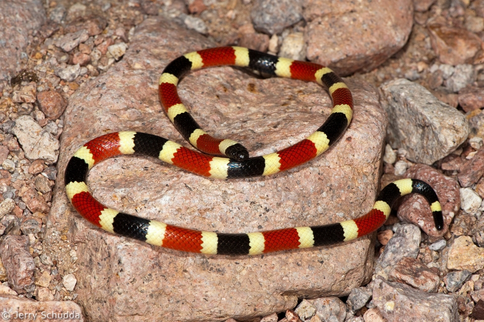 Sonoran Coralsnake