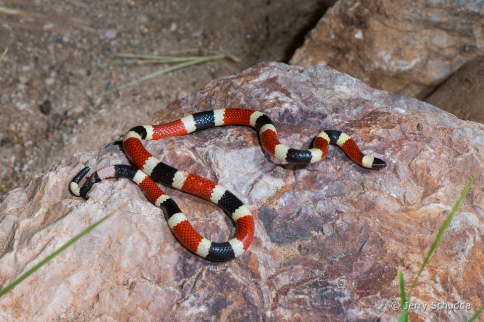 Sonoran Coralsnake 3