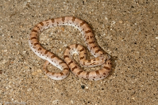 Spotted Leaf-nosed Snake 