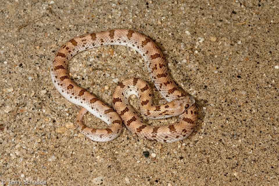 Spotted Leaf-nosed Snake 