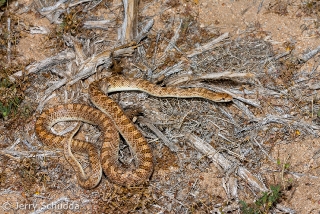 Glossy Snake 