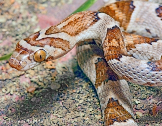 Lyre Snake 2