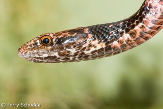 Red Morph - Coachwhip