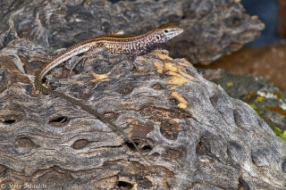 Sonoran Spotted Whiptail 1