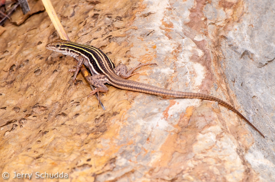 Sonoran Spotted Whiptail 2