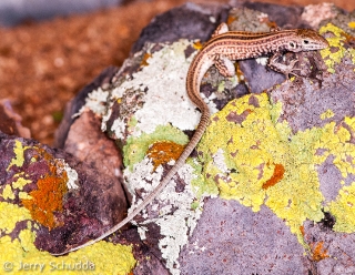 Tiger Whiptail 2