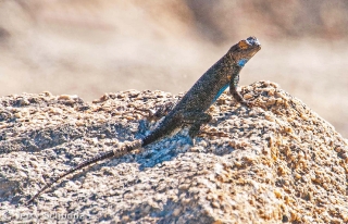 Granite Spiny Lizard