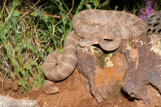 Tiger Rattlesnake