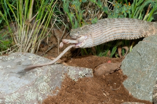 Tiger Rattlesnake 7