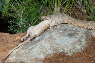 Tiger Rattlesnake 5