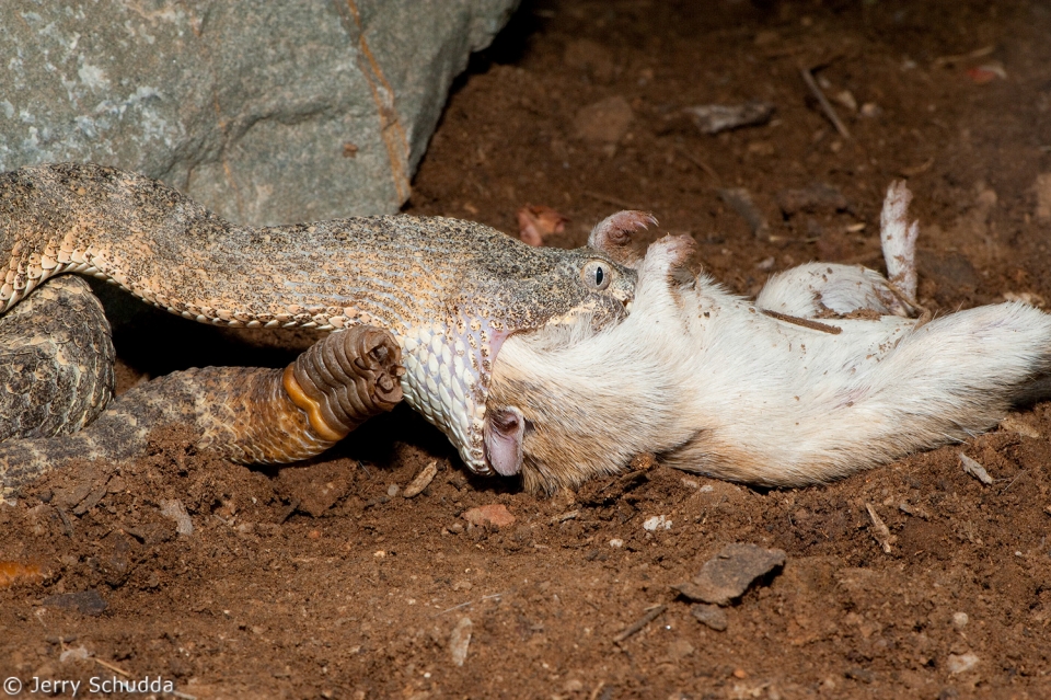 Tiger Rattlesnake 4